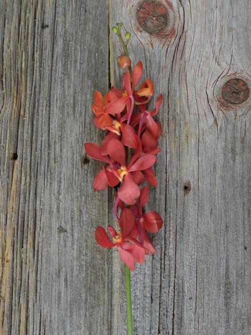 RUBY RED MOKARA ORCHID